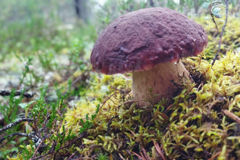 Rovaniemi forest foraging adventure: Pick, Prepare, Savor