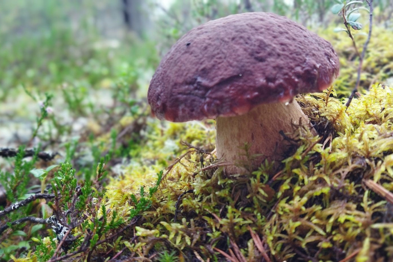 Rovaniemi forest foraging adventure: Pick, Prepare, Savor