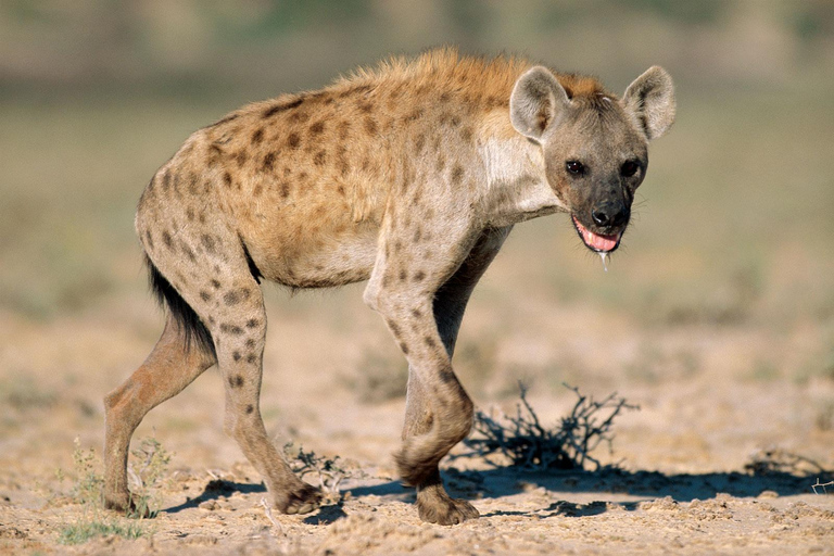 Day Trip to Nairobi National Park for solo travelers