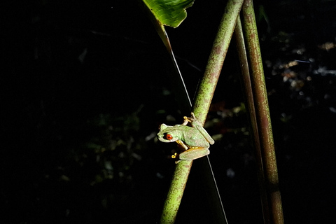 Santa Elena: Wildlife Refuge Monteverde Night Walking Tour