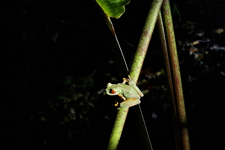 Santa Elena: Wildlife Refuge Monteverde Night Walking Tour