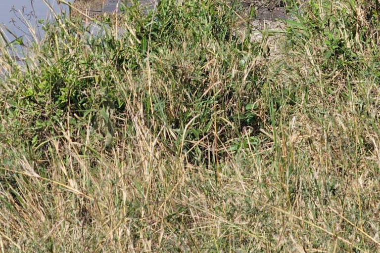 Nairobi National Park Guided Game Drive