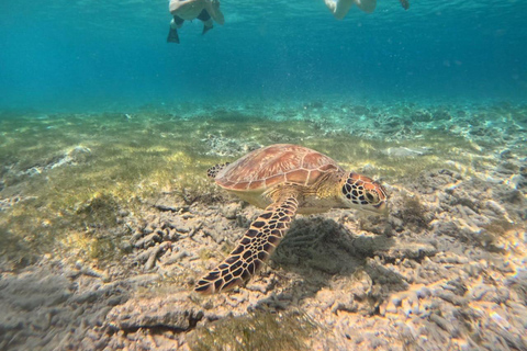 Gili island Snorkelling by private glass bottom boat