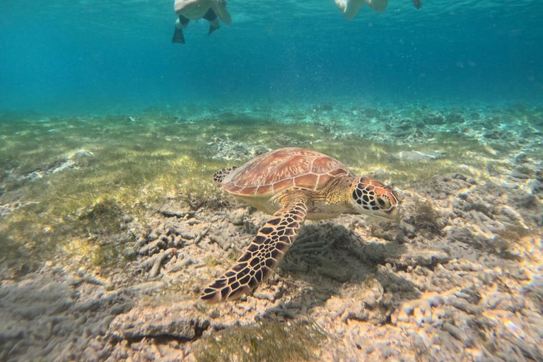 Gili island Snorkelling by private glass bottom boat