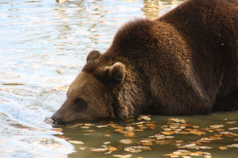 Brasov: Bärenschutzgebiet LibeartyBrasov: Libearty Bear Sanctuary Führung mit Transfers