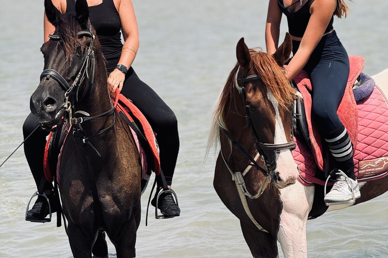 Hurghada: 1 HR Red Sea Swimming with Horses with Transfers Exclusive Family Package – 1 HR with Swimming & Transfers