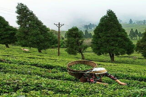 Bangalore, Mysore & Ooty Multi‑Day Tour Bangalore, Mysore & Ooty Guided Tour with 4*Star Hotel