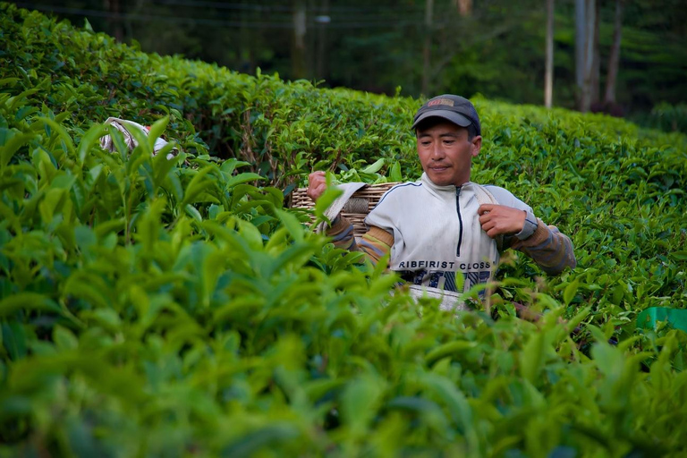 Hangzhou Day Tour: Lingyin Temple + Tea Culture Experience