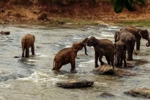 Sri Lanka : Circuit de découverte de la côte sud à la capitale de la culture