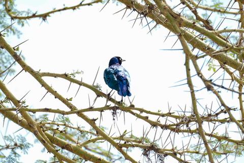 Nairobi: 3-Day Arusha & Ngorongoro Crater Safari Tour