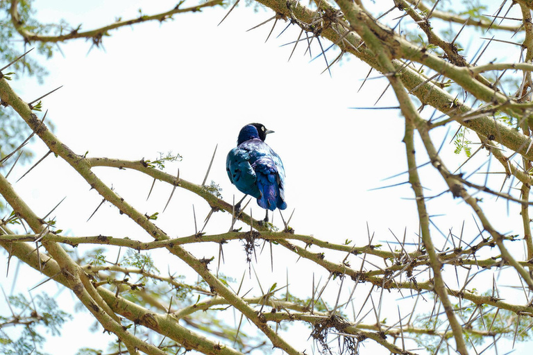 Nairobi: 3-Day Arusha & Ngorongoro Crater Safari Tour