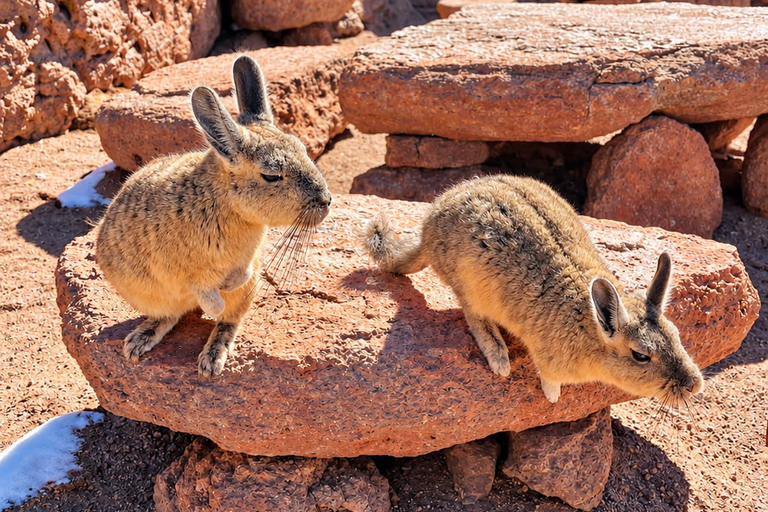 Uyuni Salt Flats & Colorful Lagoons: 3-Day Journey Uyuni Tour with Local Spanish Driver