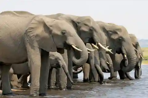 From Victoria Falls: Chobe National Park Day Trip