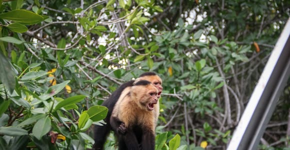 Manuel Antonio Mangrove Boat Tour