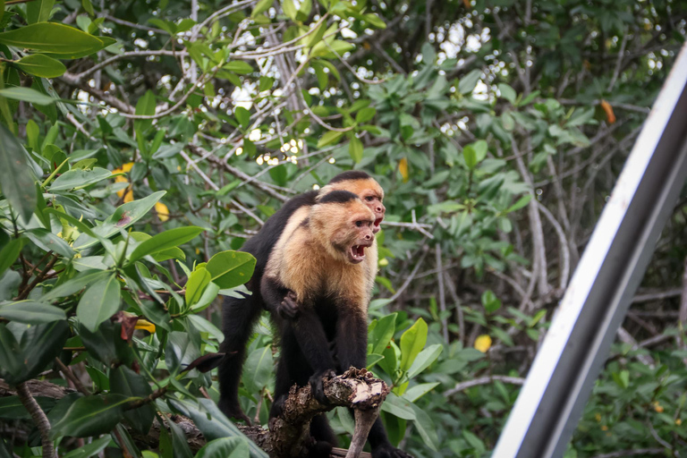 Manuel Antonio Mangrove Boat Tour