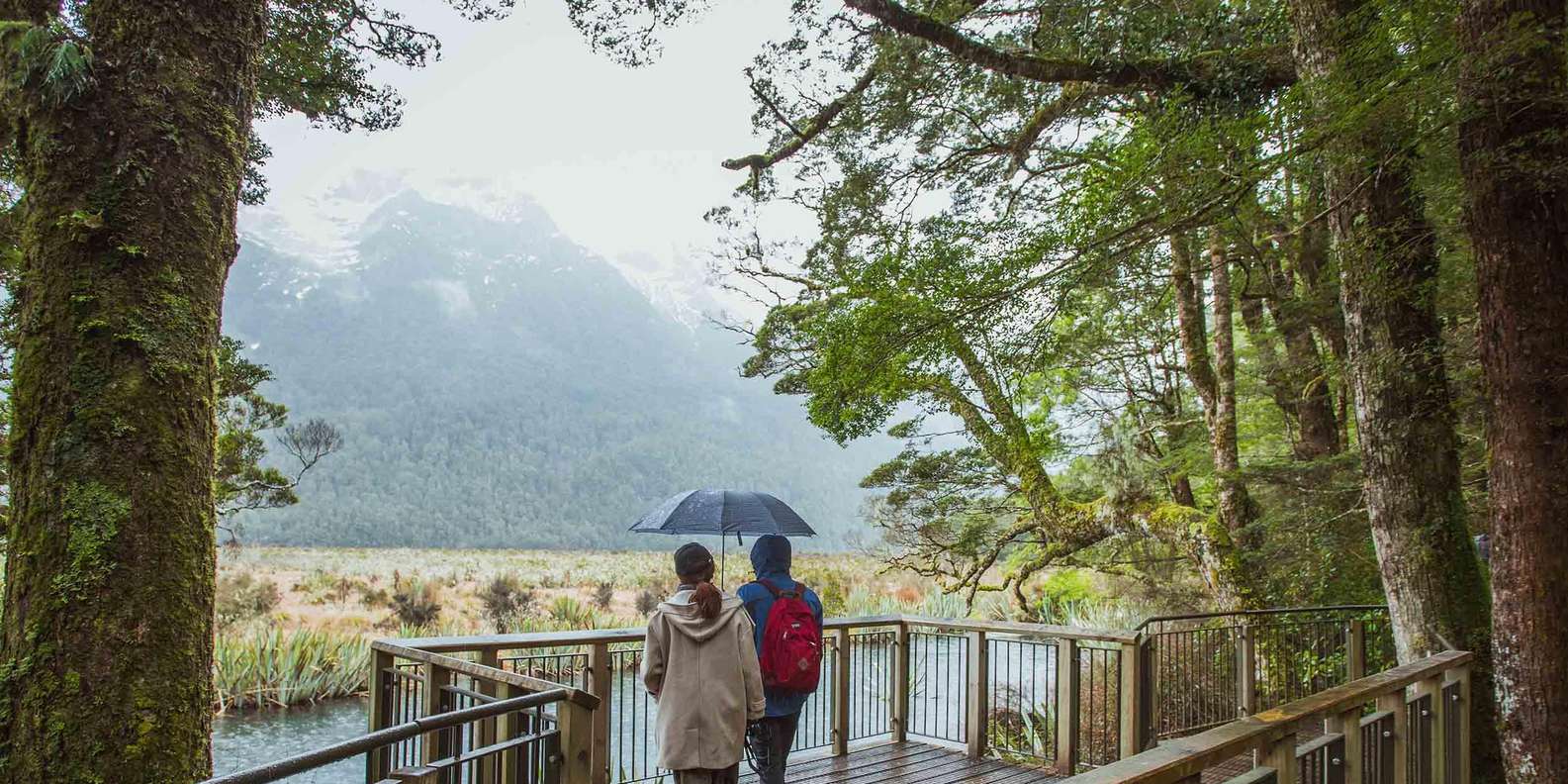 Fur seals resting on rocks in Milford Sound