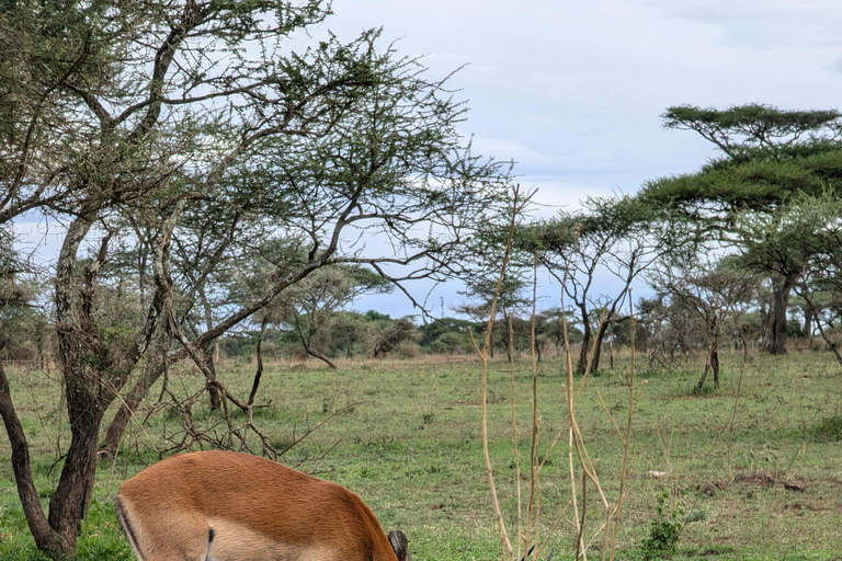 Tansania Wild Explorer