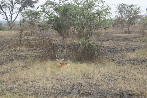 Lake Mburo National Park with Equator, Game drive and Cruise