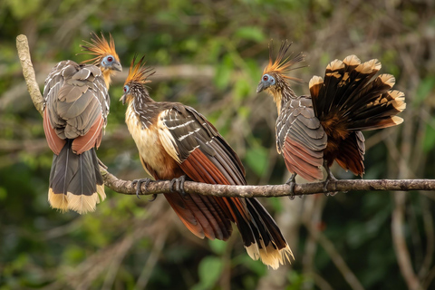 From Cusco: Manu National Park 4-Day Wildlife Expedition