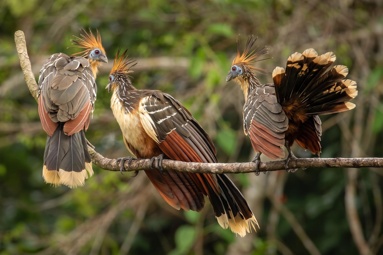 From Cusco: Manu National Park 4-Day Wildlife Expedition