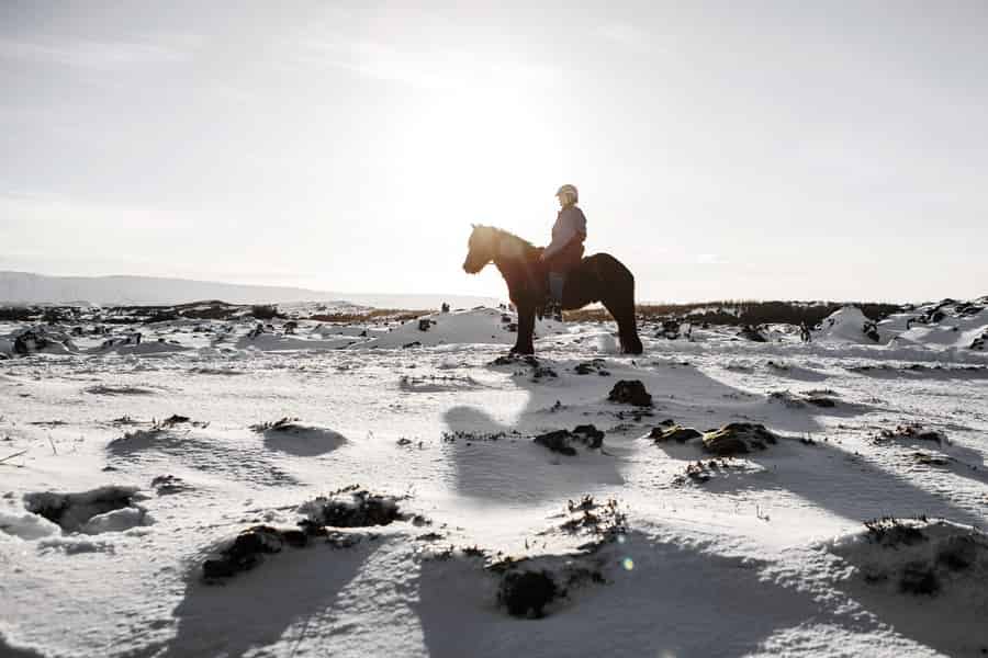 Islandpferd-Reittour & Abholung ab Reykjavík. Foto: GetYourGuide