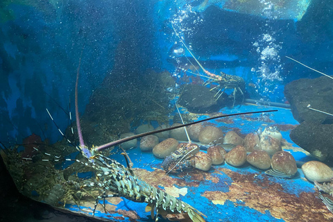 From Colombo/Negombo: Turtle Hatchery, Madu River & Galle