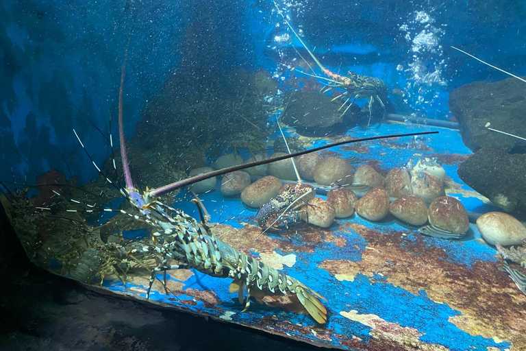 From Colombo/Negombo: Turtle Hatchery, Madu River & Galle