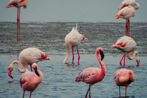 Sandwich haven halfdaagse tourSandwich Haven Halve Dag Tour