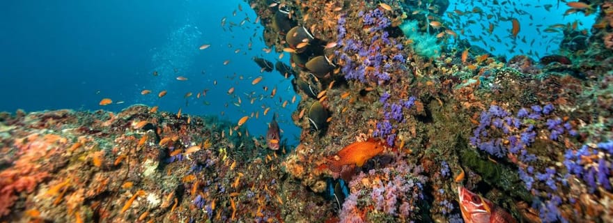 3 plongées amusantes pour les plongeurs certifiés Phi Phi islands &Shark Point