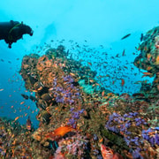 3 Fun Dives for Certified Divers: Phi Phi Islands & Shark Point 3 Fun Dives for Certified Divers: Phi Phi Islands & Shark Point