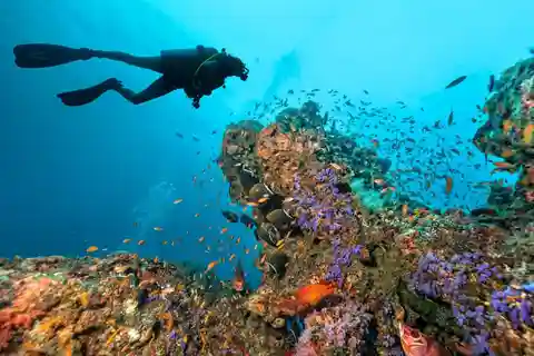 Phuket: Isole Phi Phi e immersioni subacquee certificate Shark Point