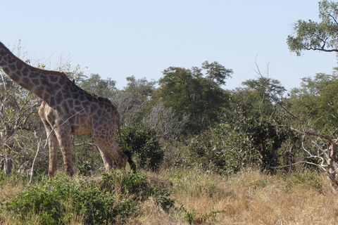 Victoria Falls: Hwange National Park Full-Day Safari