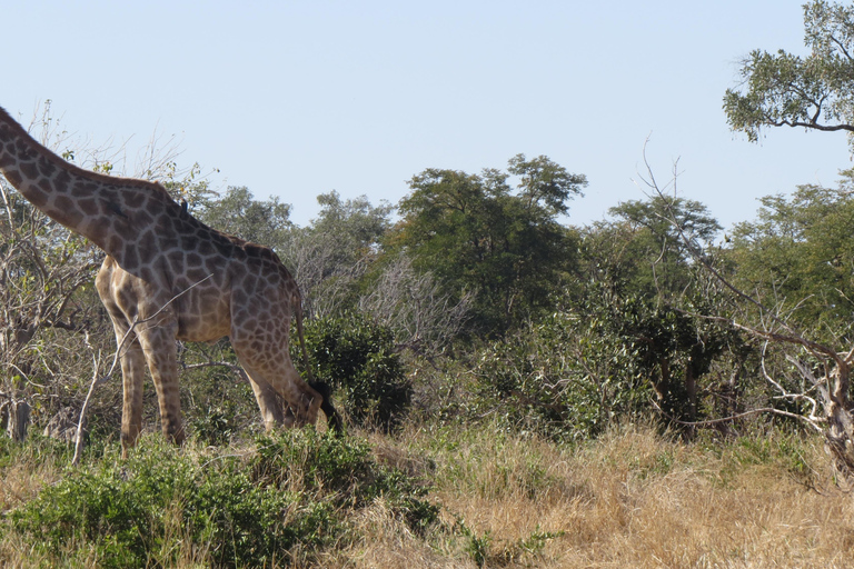 Victoria Falls: Hwange National Park Full-Day Safari