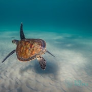 Gold Coast: Snorkel with Turtles