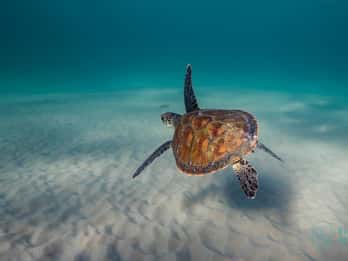 Gold Coast: Snorkel with Turtles