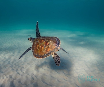 Gold Coast: Snorkel with Turtles