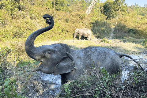 Chiang Mai: Día Completo Santuario Ético de Elefantes y Cascada