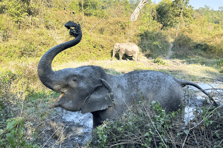 Chiang Mai: Día Completo Santuario Ético de Elefantes y Cascada