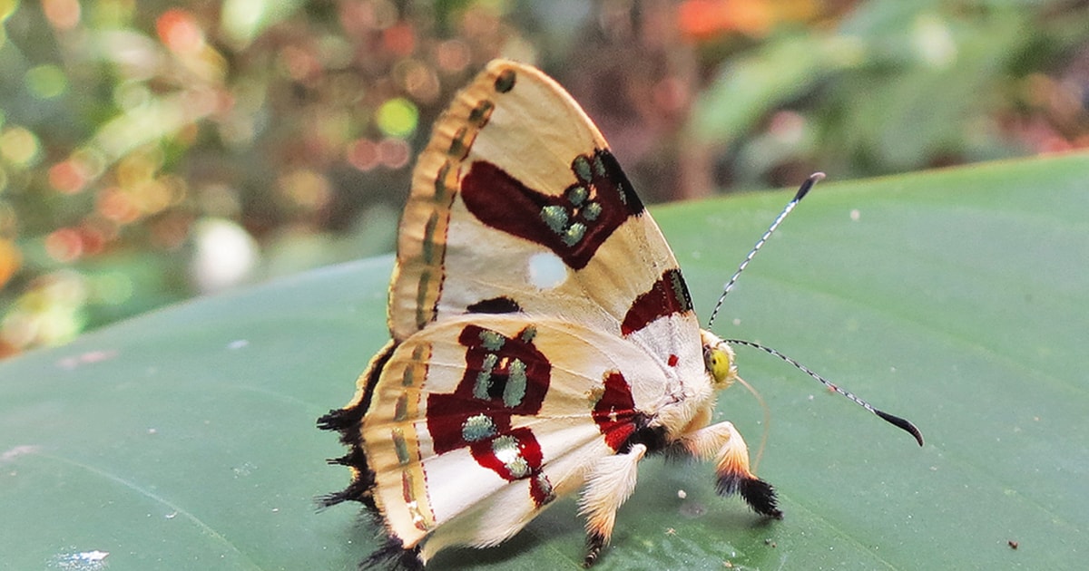 Puerto Vallarta Mariposario und Kaffee & Tequila Verkostung GetYourGuide