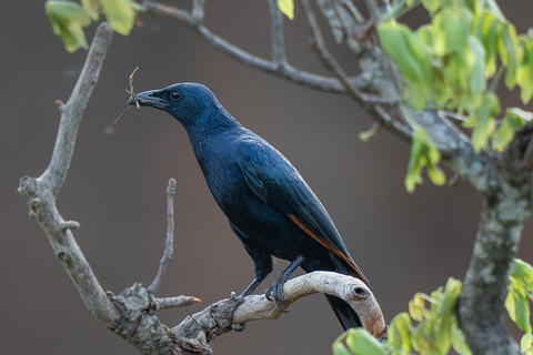 5 Days, Unforgettable Wildlife Safari Experience