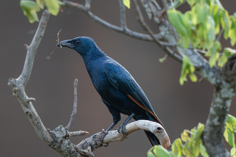 5 Days, Unforgettable Wildlife Safari Experience