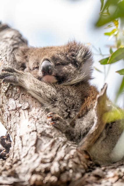Port Lincoln Mikkira Station Wild Koala Safari Tour - Housity