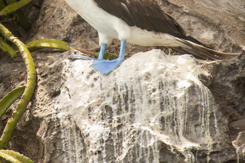 Panama City: Otoque Island Full-Day Tour with Local Lunch So, this is the Otoque Island Whale Watching Experience (seasonal)!