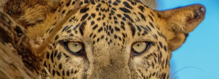 Parc national de Yala : 7 heures et 12 heures de safari au léopard