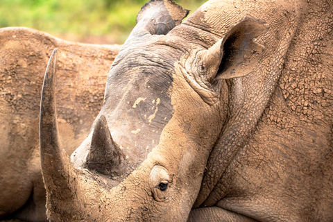 Nairobi: National Park Guided Game Drive Nairobi National Park Private Game Drive