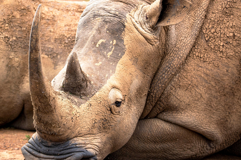 Nairobi: National Park Guided Game Drive Nairobi National Park Private Game Drive