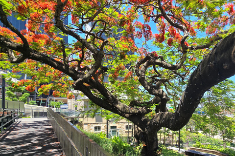 The Brisbane Experience: City Walking Tour