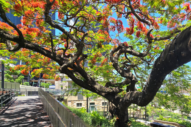 The Brisbane Experience: City Walking Tour