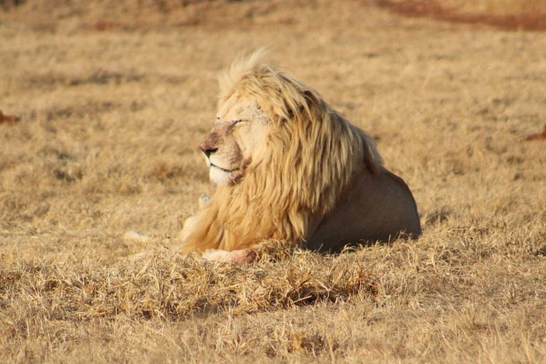 Johannesburg: Rhino & Lion Nature Reserve Half Day Tour