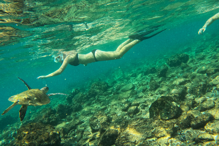 From Abu Dhabi: Snorkeling with turtles in Fujairah with BBQ